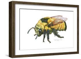 Bumble Bee-Tim Knepp-Framed Giclee Print