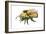 Bumble Bee-Tim Knepp-Framed Giclee Print