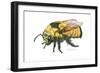 Bumble Bee-Tim Knepp-Framed Giclee Print