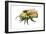 Bumble Bee-Tim Knepp-Framed Giclee Print