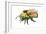 Bumble Bee-Tim Knepp-Framed Giclee Print