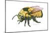 Bumble Bee-Tim Knepp-Mounted Giclee Print