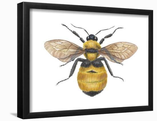 Bumblebee (Bombus Pennsylvanicus), Insects-Encyclopaedia Britannica-Framed Poster