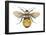 Bumblebee (Bombus Pennsylvanicus), Insects-Encyclopaedia Britannica-Framed Poster