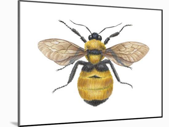 Bumblebee (Bombus Pennsylvanicus), Insects-Encyclopaedia Britannica-Mounted Poster