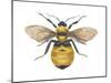 Bumblebee (Bombus Pennsylvanicus), Insects-Encyclopaedia Britannica-Mounted Poster