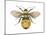 Bumblebee (Bombus Pennsylvanicus), Insects-Encyclopaedia Britannica-Mounted Poster