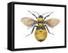 Bumblebee (Bombus Pennsylvanicus), Insects-Encyclopaedia Britannica-Framed Stretched Canvas