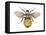 Bumblebee (Bombus Pennsylvanicus), Insects-Encyclopaedia Britannica-Framed Stretched Canvas