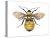 Bumblebee (Bombus Pennsylvanicus), Insects-Encyclopaedia Britannica-Stretched Canvas