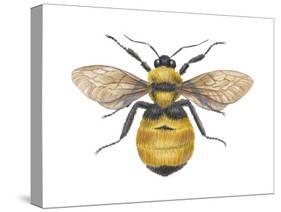 Bumblebee (Bombus Pennsylvanicus), Insects-Encyclopaedia Britannica-Stretched Canvas