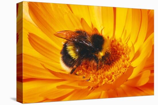 Bumblebee Collecting Pollen-null-Stretched Canvas