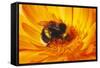 Bumblebee Collecting Pollen-null-Framed Stretched Canvas