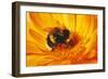 Bumblebee Collecting Pollen-null-Framed Photographic Print