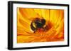 Bumblebee Collecting Pollen-null-Framed Photographic Print