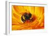 Bumblebee Collecting Pollen-null-Framed Photographic Print