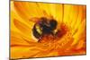 Bumblebee Collecting Pollen-null-Mounted Photographic Print