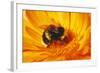 Bumblebee Collecting Pollen-null-Framed Photographic Print