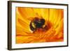 Bumblebee Collecting Pollen-null-Framed Photographic Print