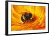 Bumblebee Collecting Pollen-null-Framed Photographic Print