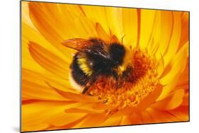 Bumblebee Collecting Pollen-null-Mounted Photographic Print