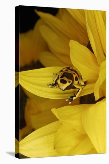 Bumblebee dart frog-Adam Jones-Stretched Canvas