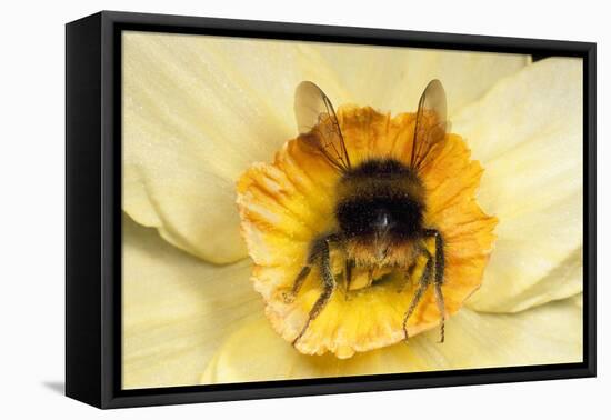 Bumblebee Gathering Pollen in Daffodil Flower-null-Framed Stretched Canvas
