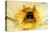 Bumblebee Gathering Pollen in Daffodil Flower-null-Stretched Canvas