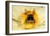 Bumblebee Gathering Pollen in Daffodil Flower-null-Framed Photographic Print