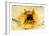 Bumblebee Gathering Pollen in Daffodil Flower-null-Framed Photographic Print