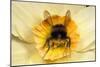 Bumblebee Gathering Pollen in Daffodil Flower-null-Mounted Photographic Print