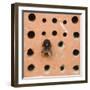 Bumblebee in the insect hotel,-Nadja Jacke-Framed Photographic Print