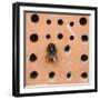 Bumblebee in the insect hotel,-Nadja Jacke-Framed Photographic Print