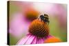 Bumblebee on Echinacea Blossom-Brigitte Protzel-Stretched Canvas