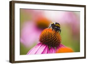 Bumblebee on Echinacea Blossom-Brigitte Protzel-Framed Photographic Print