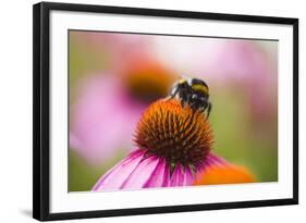 Bumblebee on Echinacea Blossom-Brigitte Protzel-Framed Photographic Print