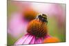 Bumblebee on Echinacea Blossom-Brigitte Protzel-Mounted Photographic Print