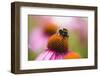 Bumblebee on Echinacea Blossom-Brigitte Protzel-Framed Photographic Print