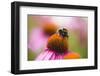 Bumblebee on Echinacea Blossom-Brigitte Protzel-Framed Photographic Print