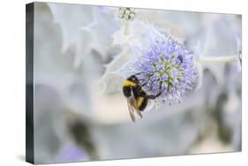 Bumblebee on Flower at Cap Ferret, France-Françoise Gaujour-Stretched Canvas