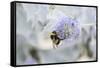 Bumblebee on Flower at Cap Ferret, France-Françoise Gaujour-Framed Stretched Canvas