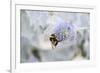 Bumblebee on Flower at Cap Ferret, France-Françoise Gaujour-Framed Premium Photographic Print