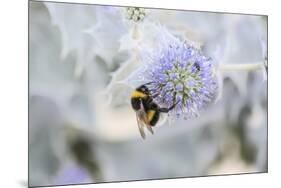 Bumblebee on Flower at Cap Ferret, France-Françoise Gaujour-Mounted Premium Photographic Print