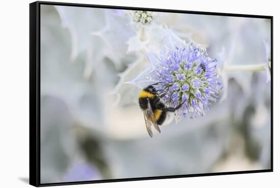 Bumblebee on Flower at Cap Ferret, France-Françoise Gaujour-Framed Stretched Canvas