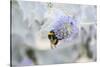 Bumblebee on Flower at Cap Ferret, France-Françoise Gaujour-Stretched Canvas