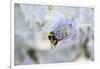 Bumblebee on Flower at Cap Ferret, France-Françoise Gaujour-Framed Photographic Print