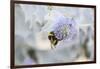 Bumblebee on Flower at Cap Ferret, France-Françoise Gaujour-Framed Photographic Print