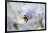 Bumblebee on Flower at Cap Ferret, France-Françoise Gaujour-Framed Photographic Print