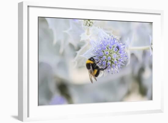 Bumblebee on Flower at Cap Ferret, France-Françoise Gaujour-Framed Photographic Print