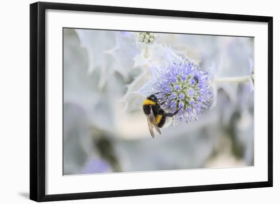 Bumblebee on Flower at Cap Ferret, France-Françoise Gaujour-Framed Photographic Print